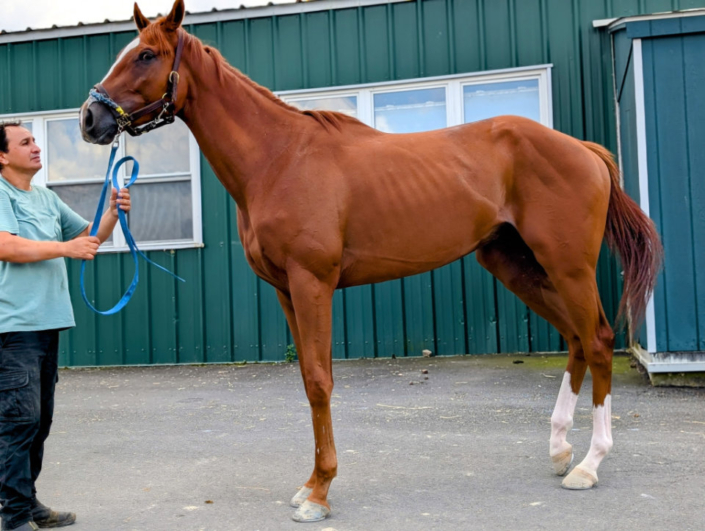 Michi 2022 chestnut Thoroughbred horse for sale profile