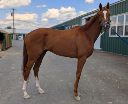 Michi 2022 chestnut Thoroughbred horse for sale profile