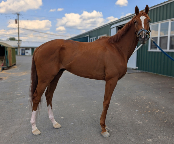 Michi 2022 chestnut Thoroughbred horse for sale profile