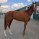 Michi 2022 chestnut Thoroughbred horse for sale profile