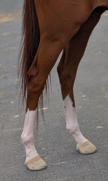 Michi 2022 chestnut Thoroughbred horse for - hind legs