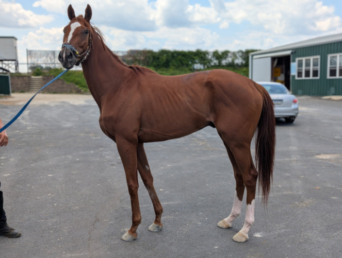 Michi 2022 chestnut Thoroughbred horse for sale profile