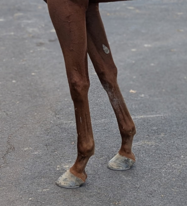 Michi front legs