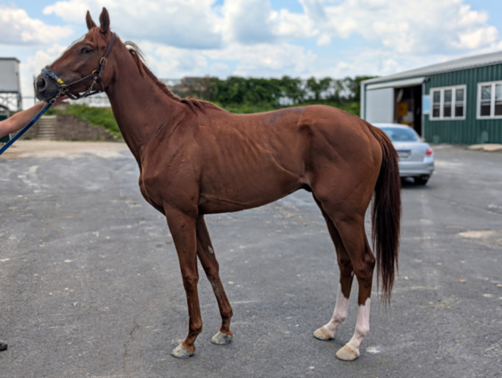 Michi 2022 chestnut Thoroughbred horse for sale profile