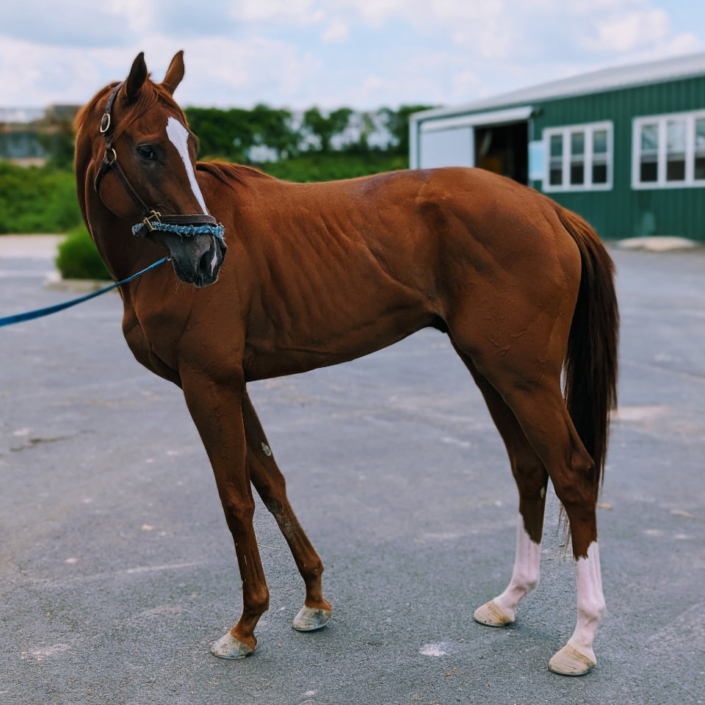 Michi 2022 Thoroughbred horse for sale profile
