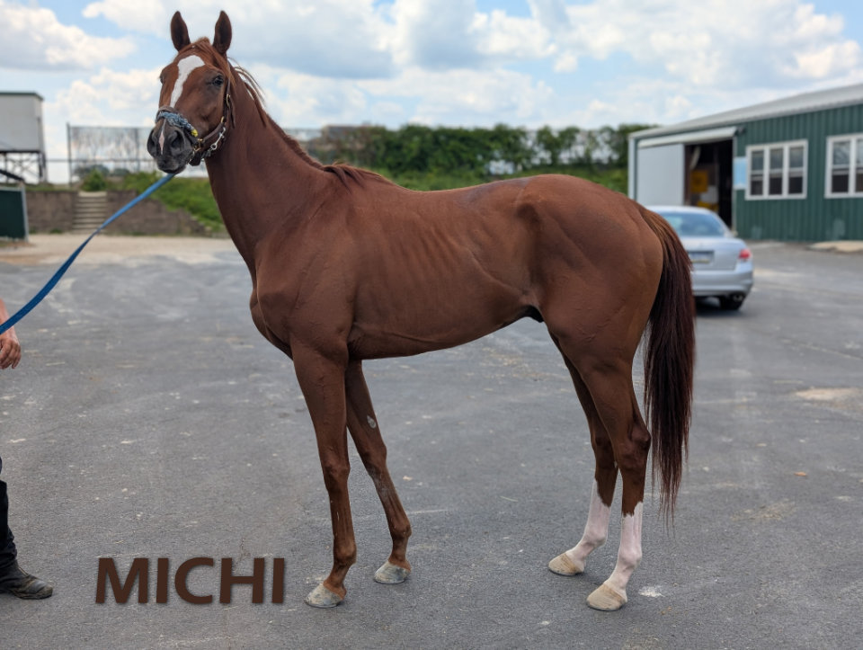 Michi 2022 chestnut Thoroughbred horse for sale profile