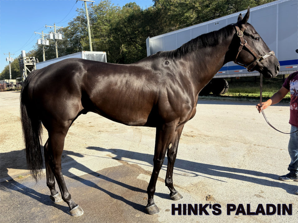 Hink's Paladin - Thoroughbred gelding for sale