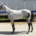 Second Exchange - 2017 grey Thoroughbred mare - Bits & Bytes Farm