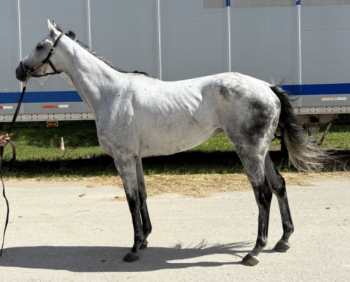 Second Exchange - 2017 grey Thoroughbred mare - Bits & Bytes Farm