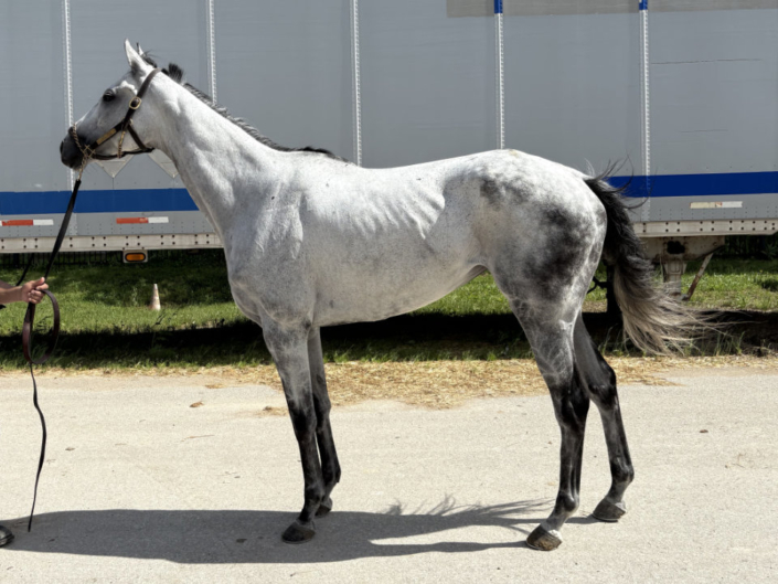 Second Exchange - 2017 grey Thoroughbred mare - Bits & Bytes Farm