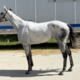 Second Exchange - 2017 grey Thoroughbred mare - Bits & Bytes Farm