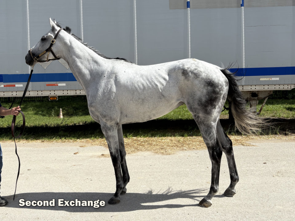 Second Exchange - 2017 grey Thoroughbred mare - Bits & Bytes Farm